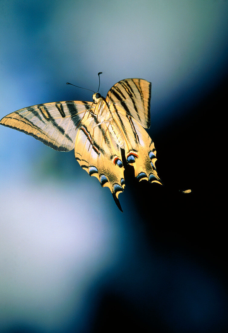 High-speed photo of a swallowtailed butterfly