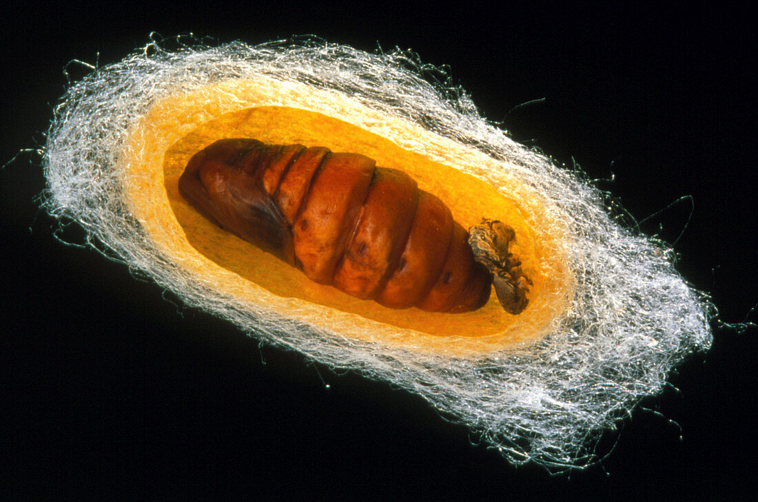 Opened silkworm (Bombyx mori) cocoon showing pupa