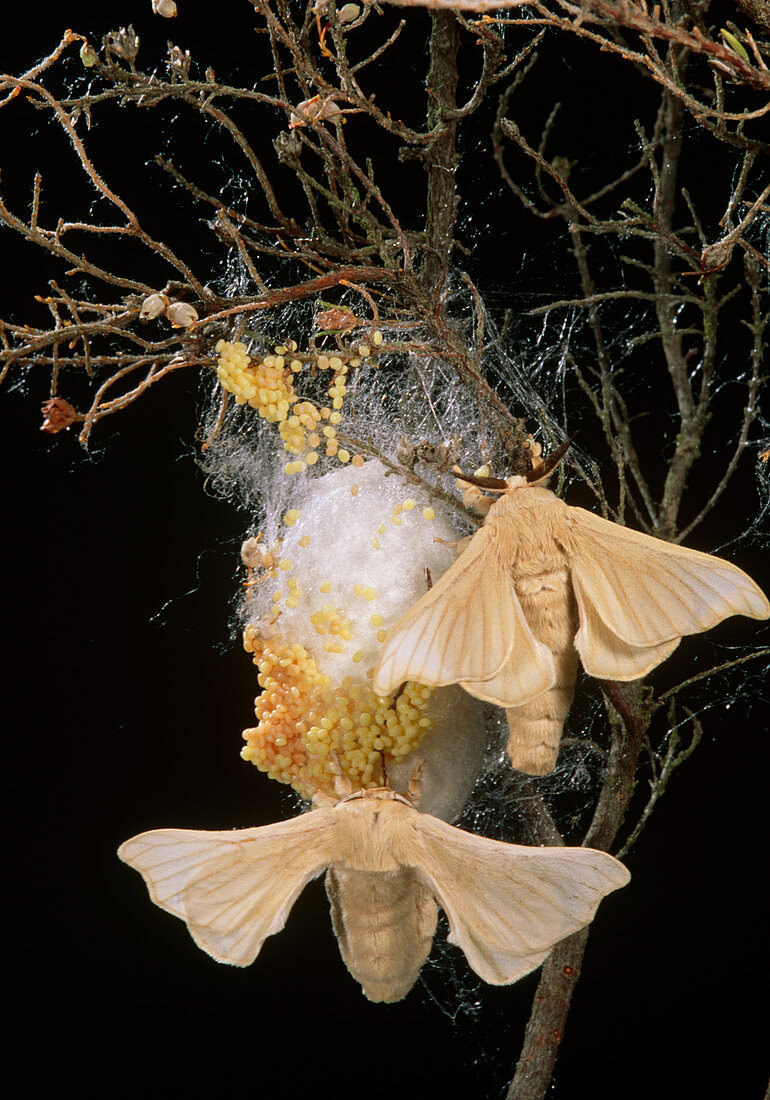 Silk moths (Bombyx mori) laying eggs on a cocoon
