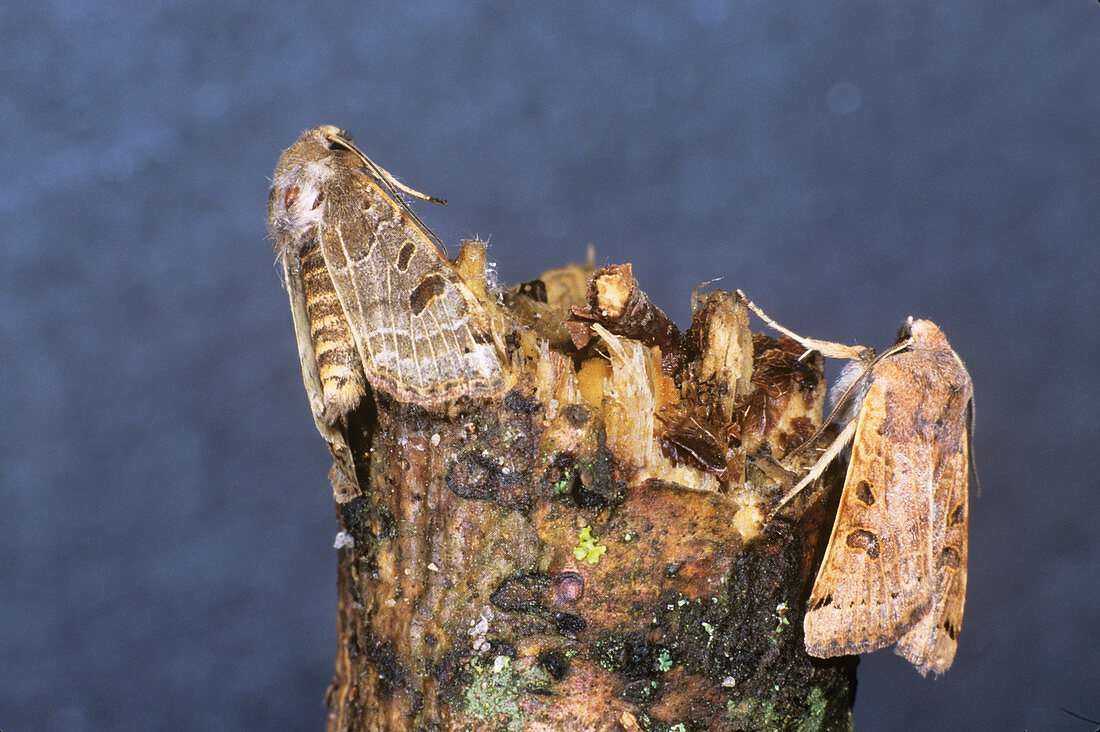 Ingrailed clay moths