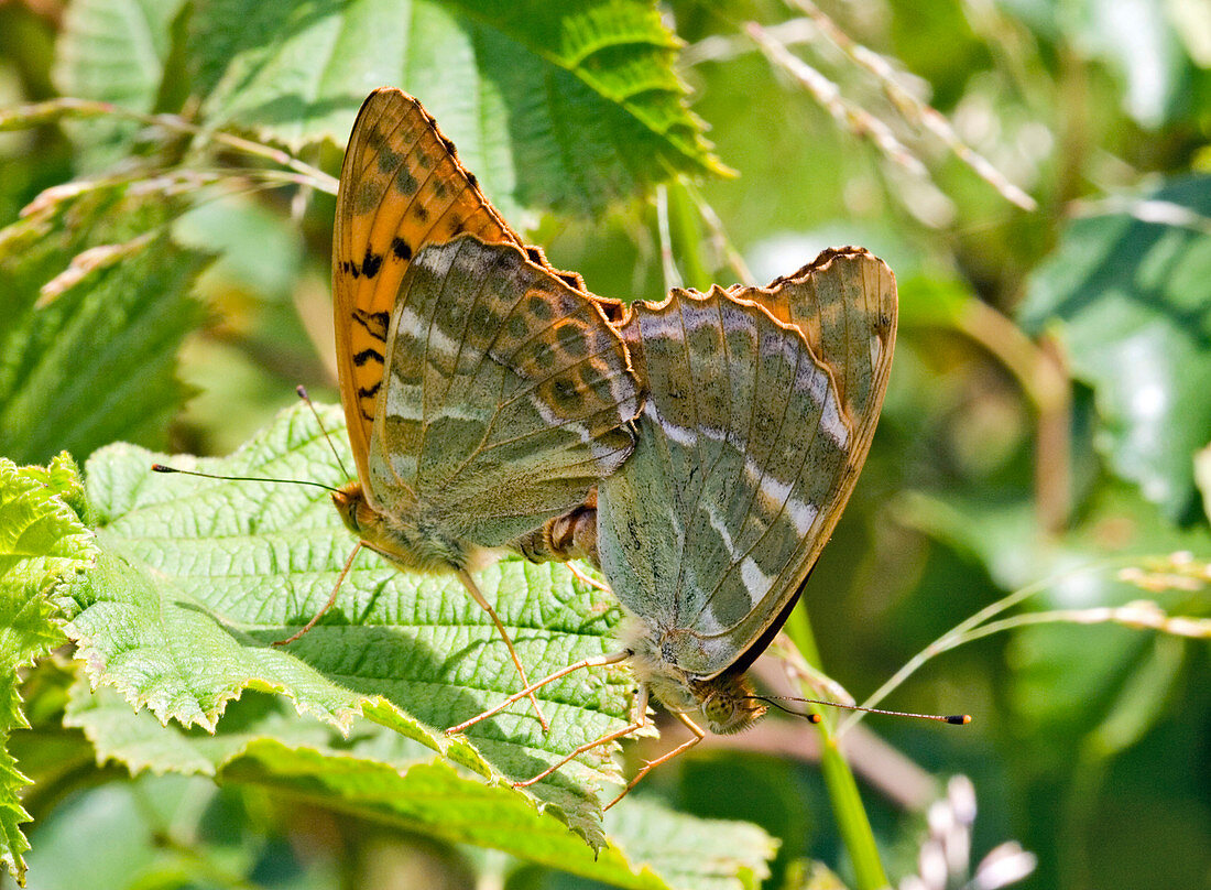 Silver-washed fritillary butterflies