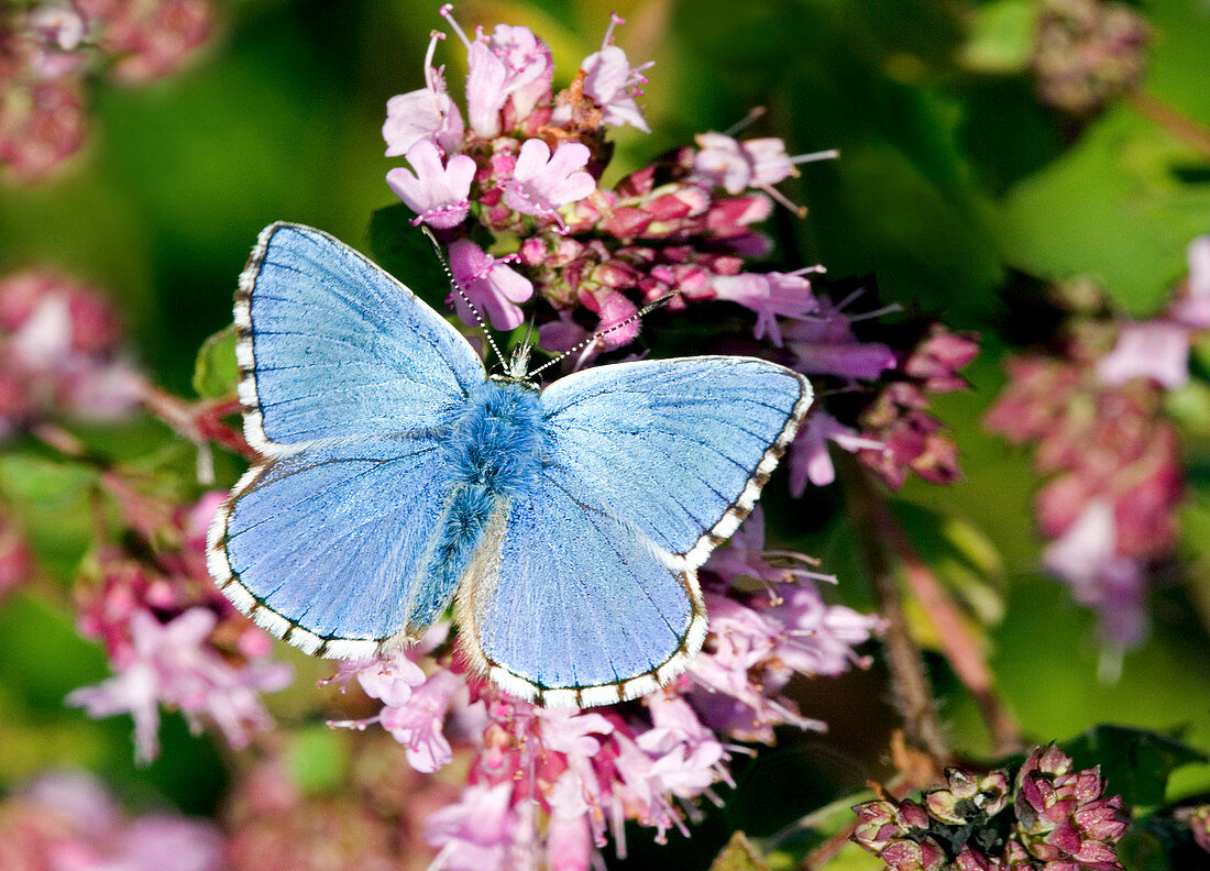 Adonis blue butterfly