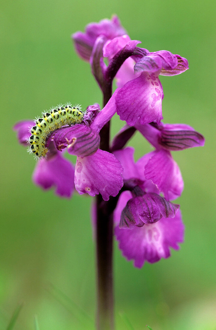 Six-spot burnet caterpillar