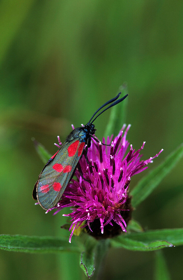 Six-spot burnet moth