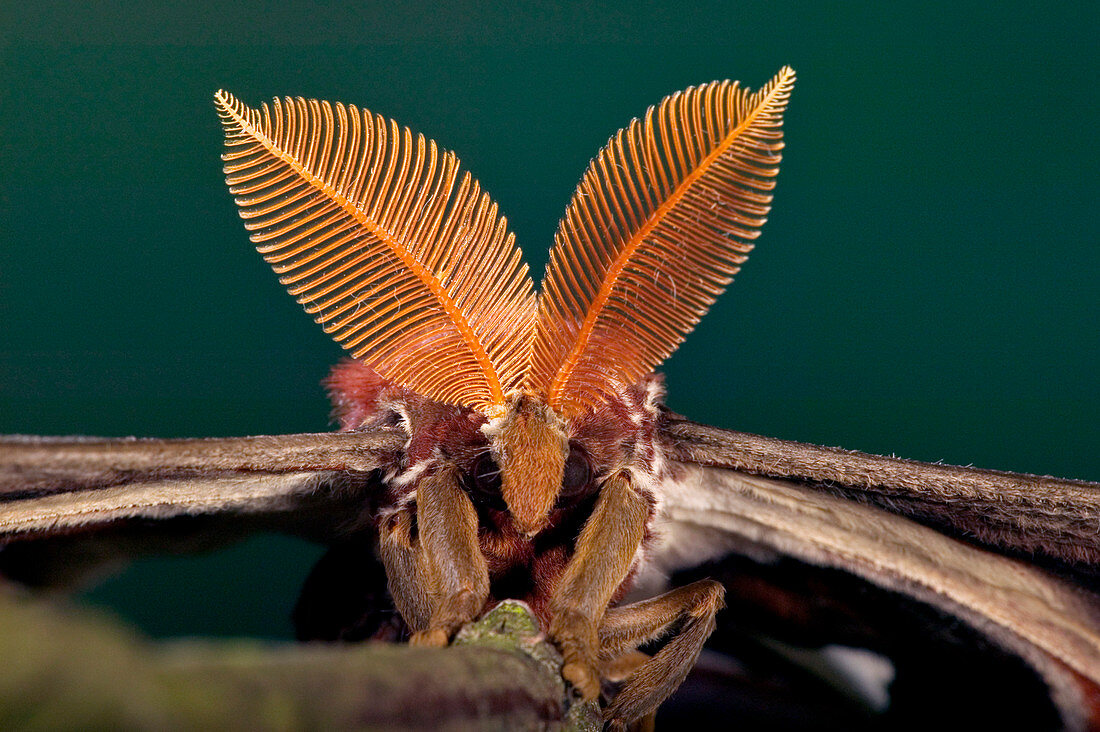 Male atlas moth