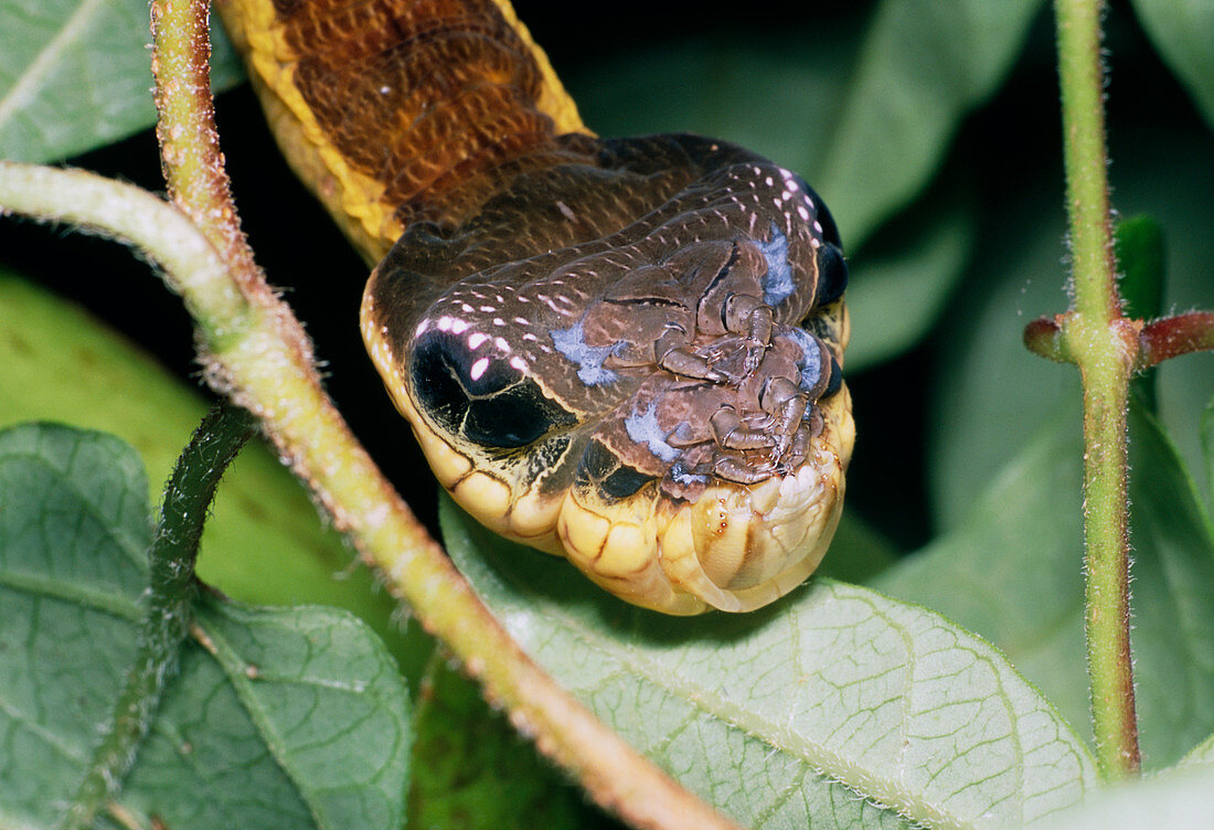 Snake mimic hawkmoth caterpillar