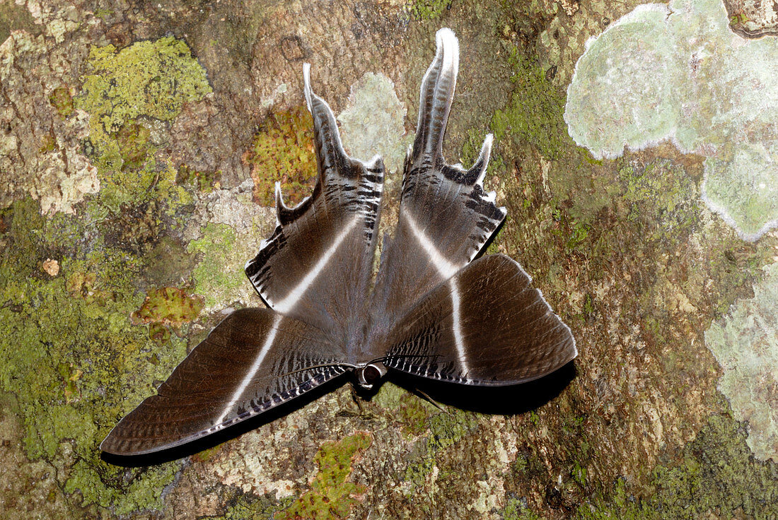 Tropical moth