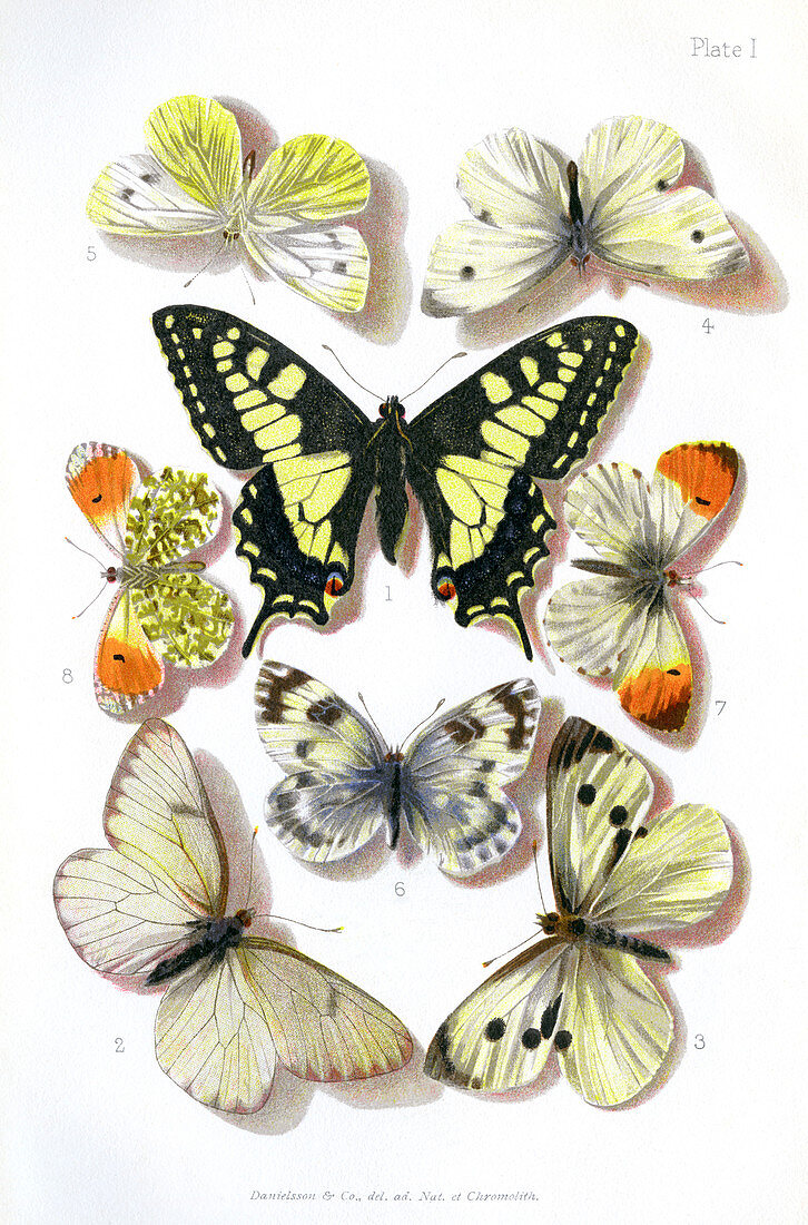 British butterflies,1897