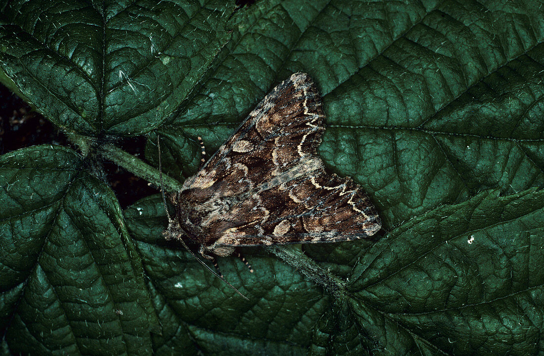 Pale shouldered brocade moth
