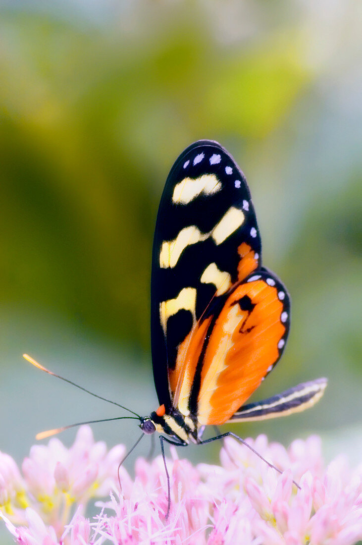 Tiger-striped longwing butterfly