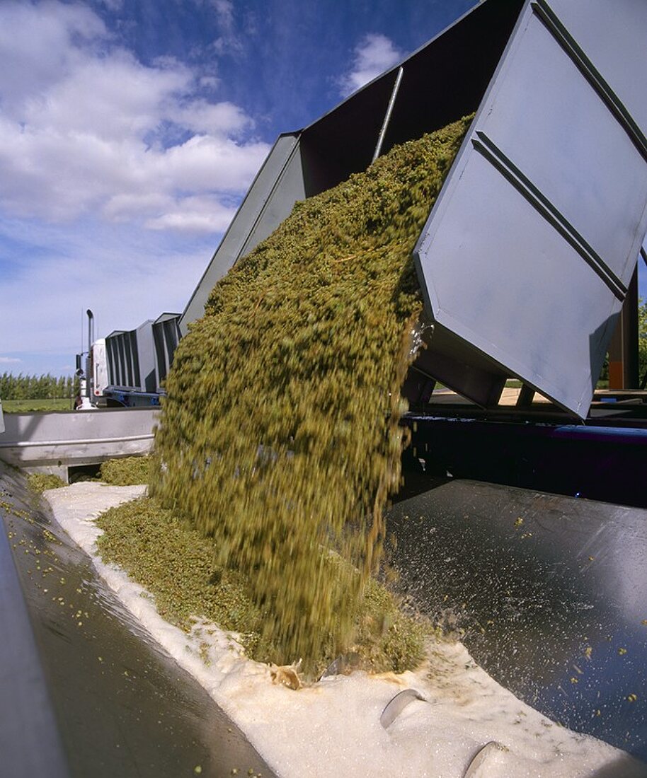 Riesling entladen in der Columbia Crest Winery,Washington,USA