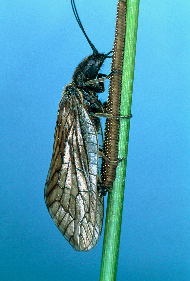 Alder fly with eggs