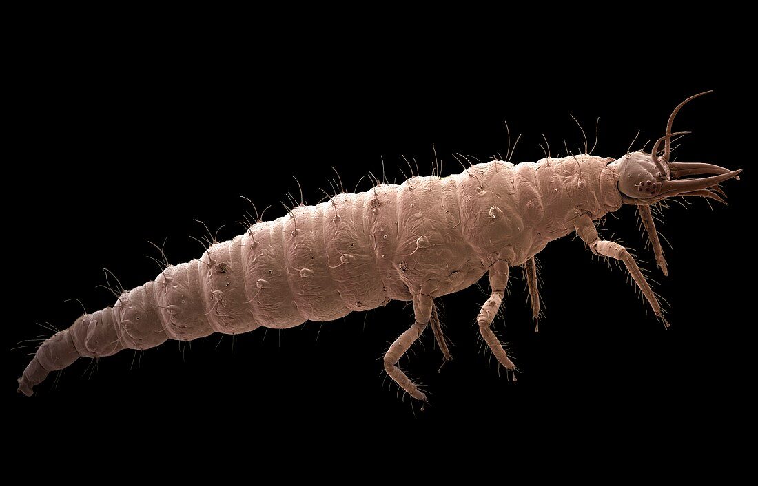 Lacewing larva,SEM