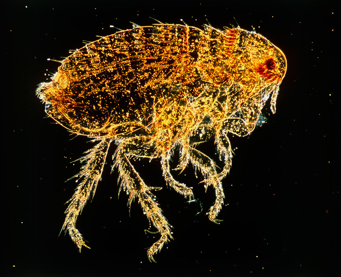 LM of a dog flea,Ctenocephalides canis