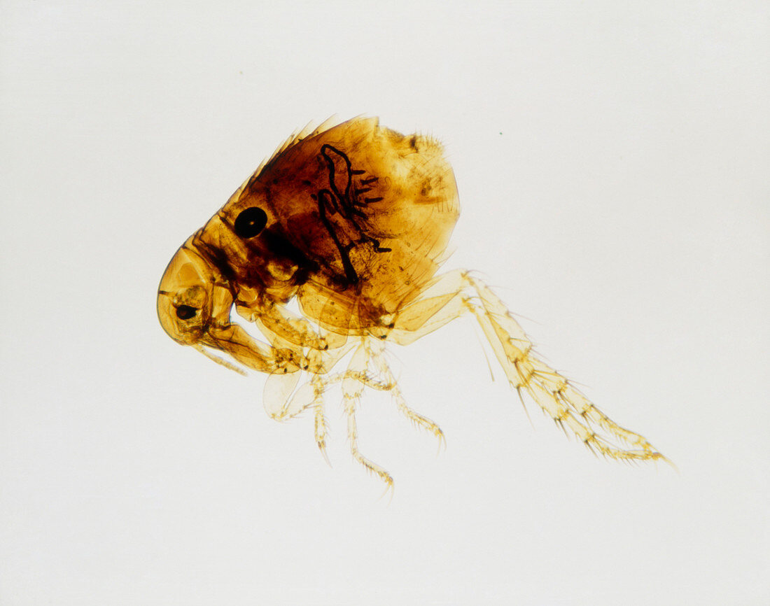 Light micrograph of human flea,Pulex irritans