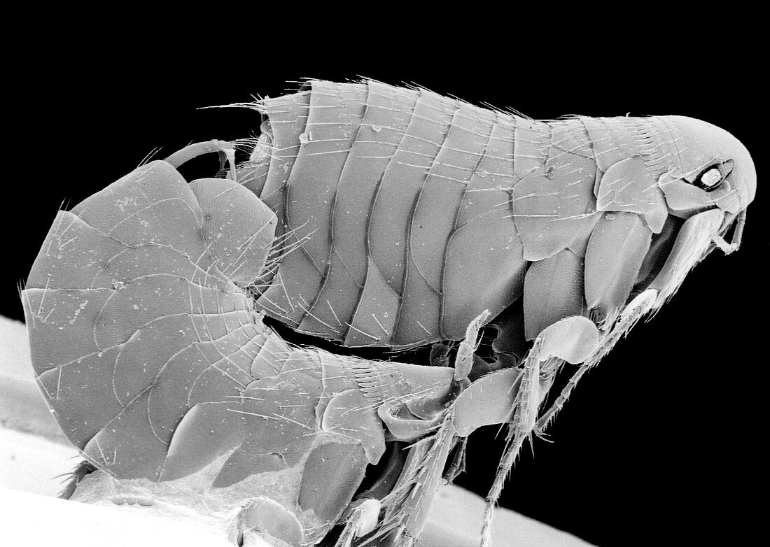 Scanning electron micrograph of bird fleas mating