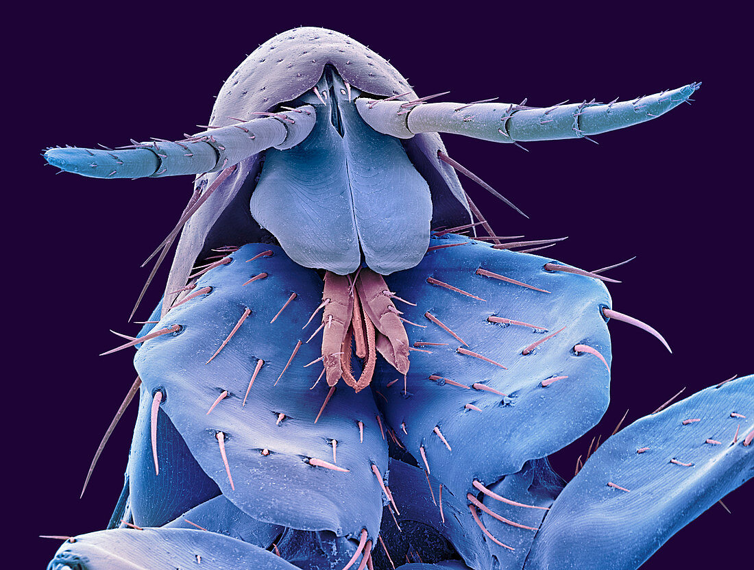 Human flea,SEM