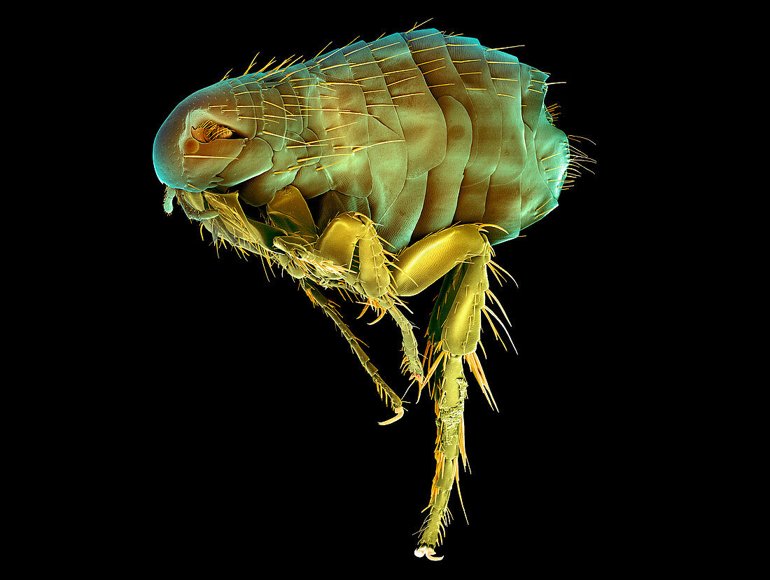 Rabbit flea,SEM