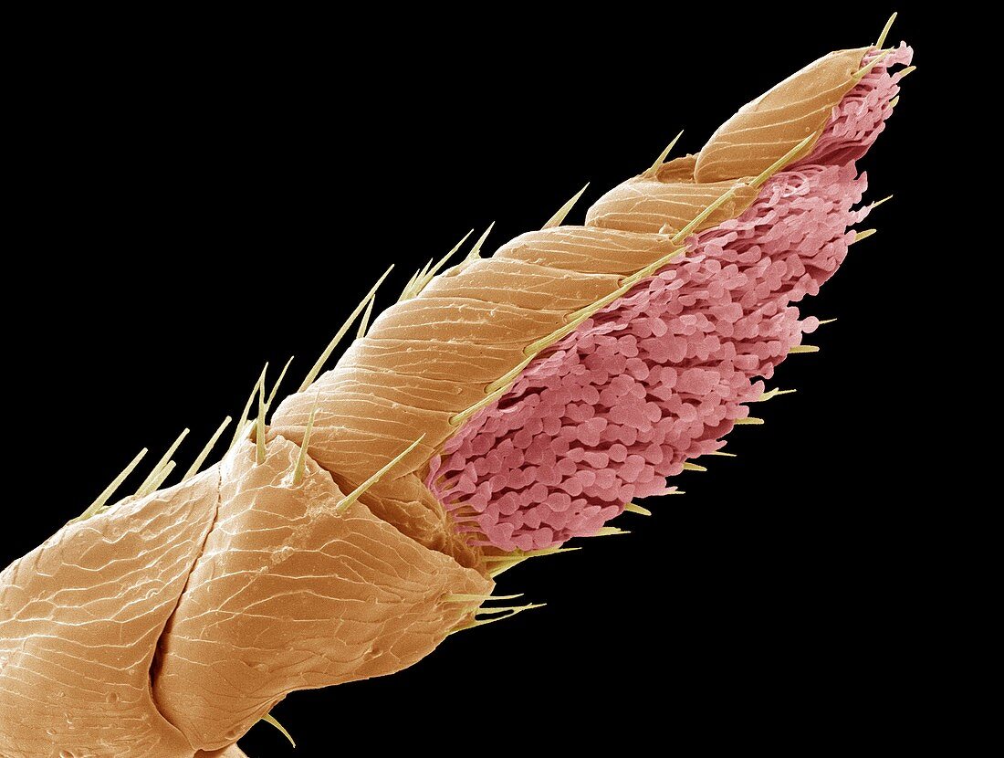 Squirrel flea antenna,SEM