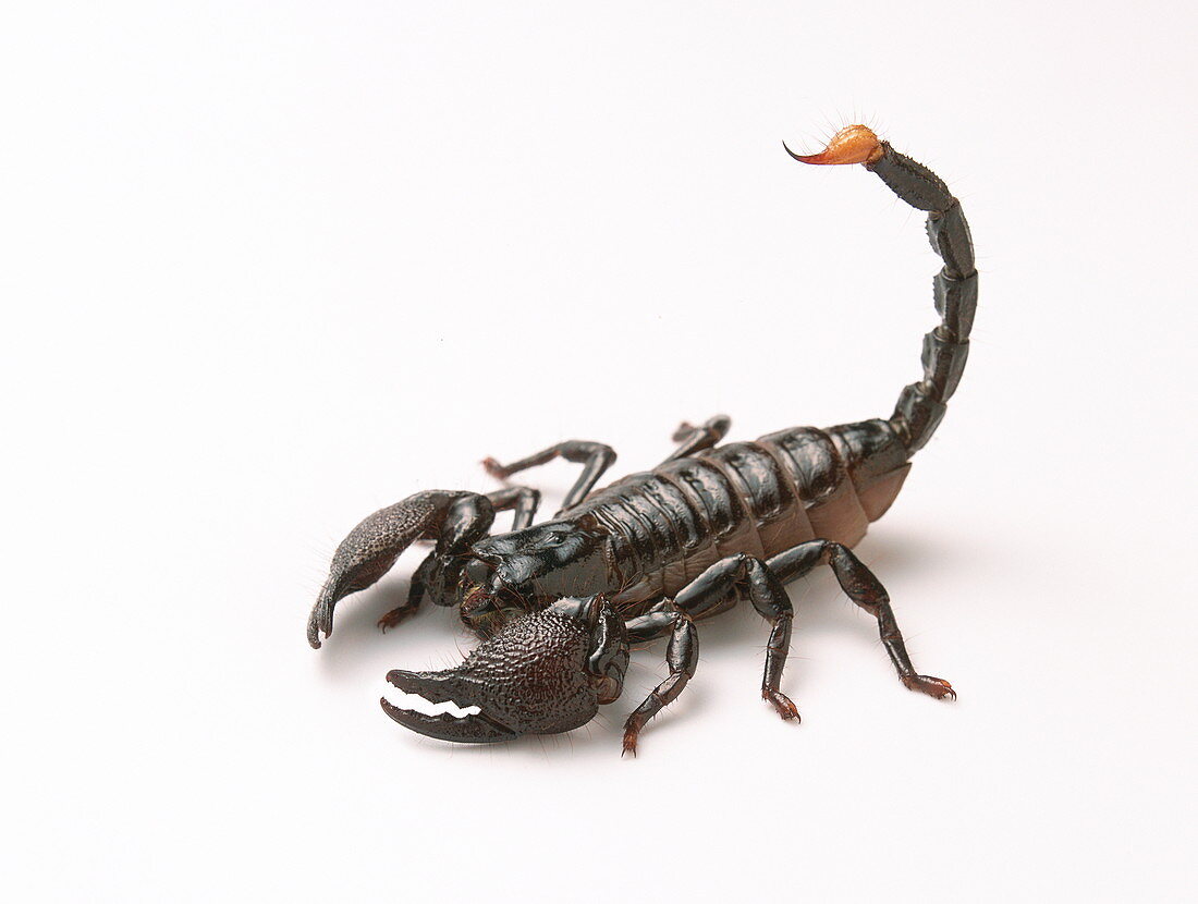 Scorpion