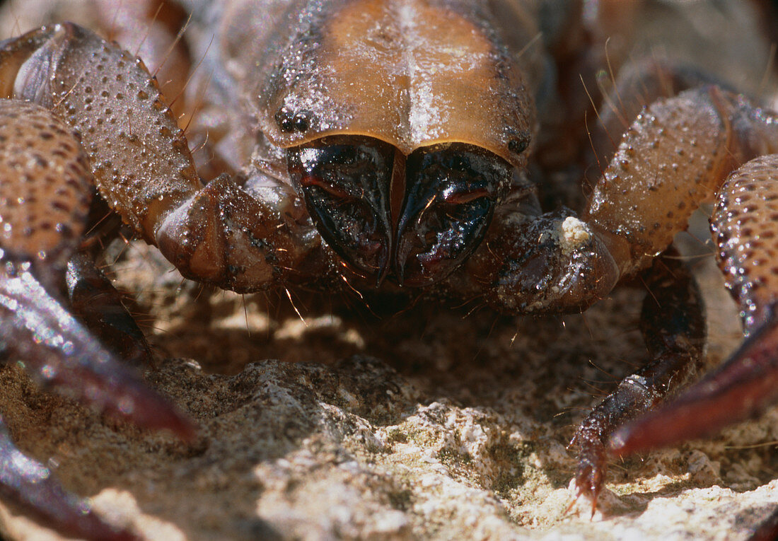Burrowing scorpion