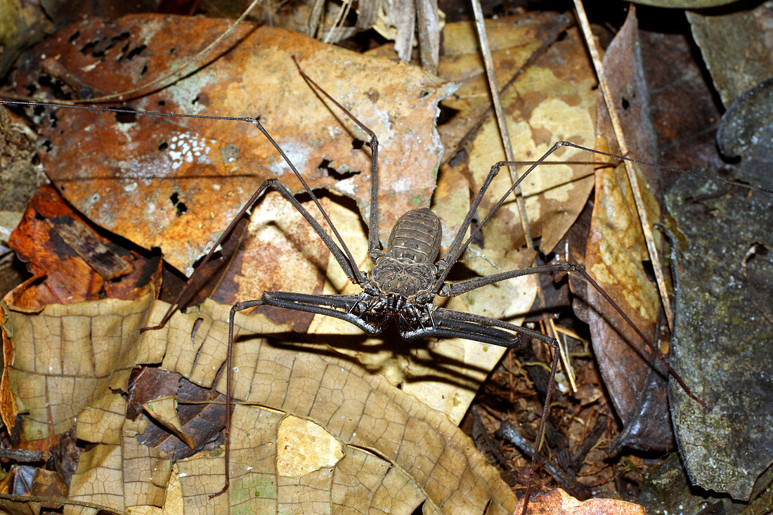 Tailless whipscorpion