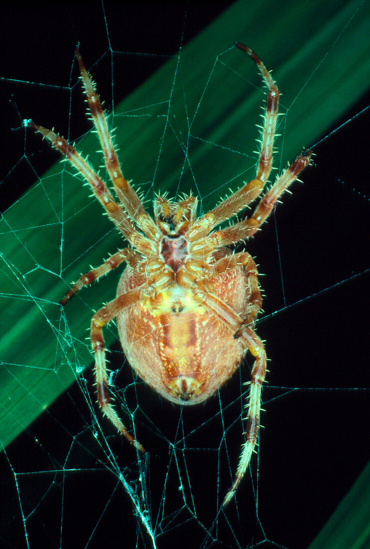 A female spider,Araneus quadratus spinning a web