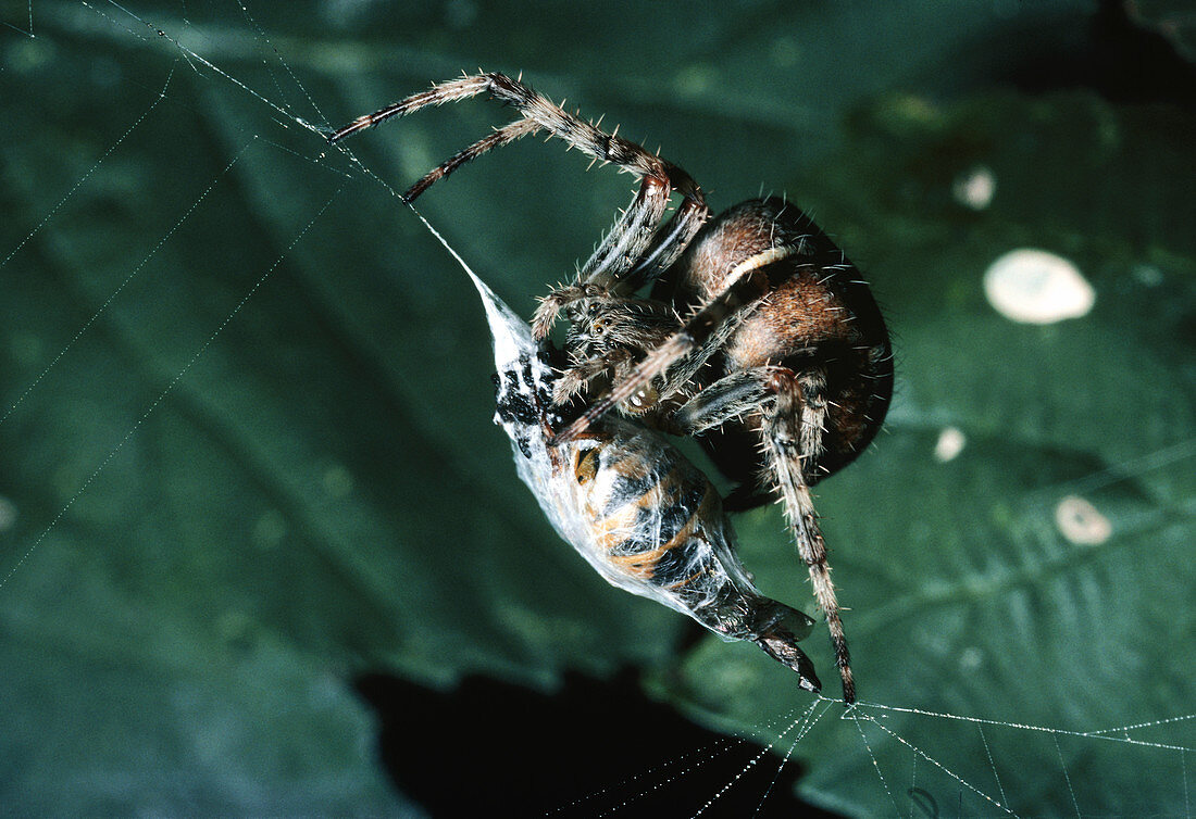 Female common garden spider