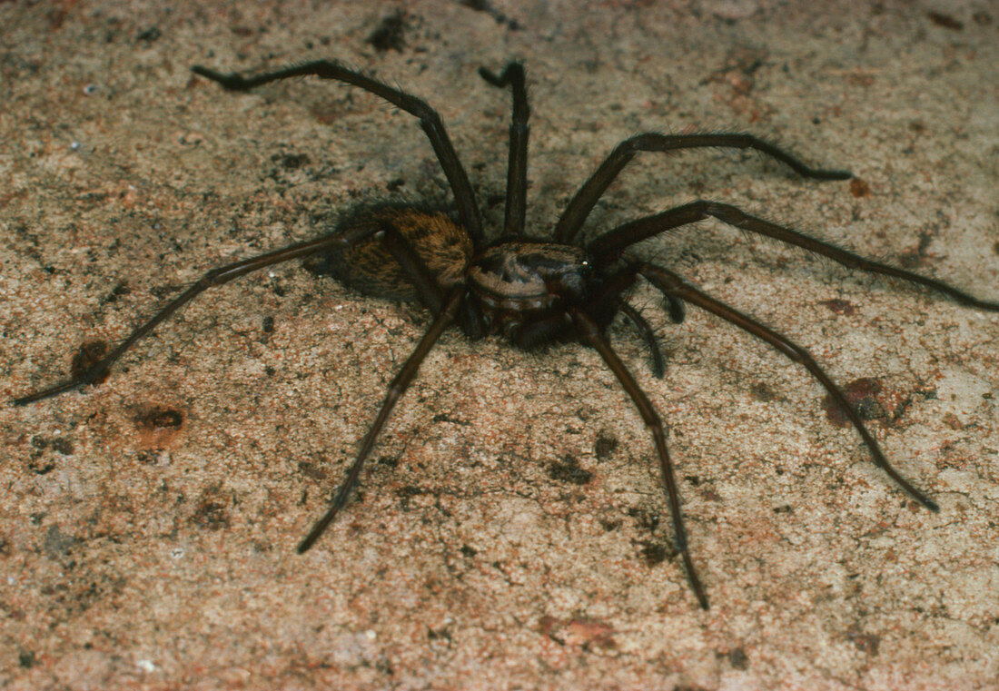 Common house spider