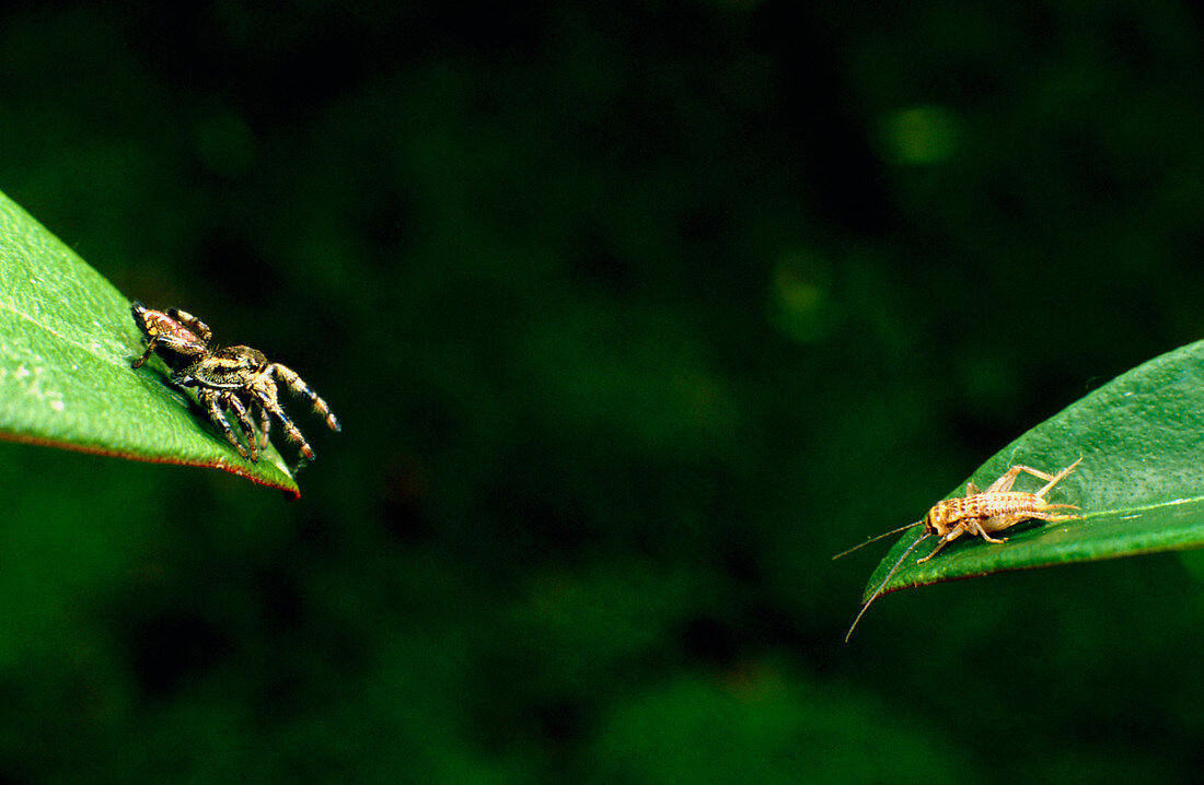 Panamanian jumping spider attacks cricket