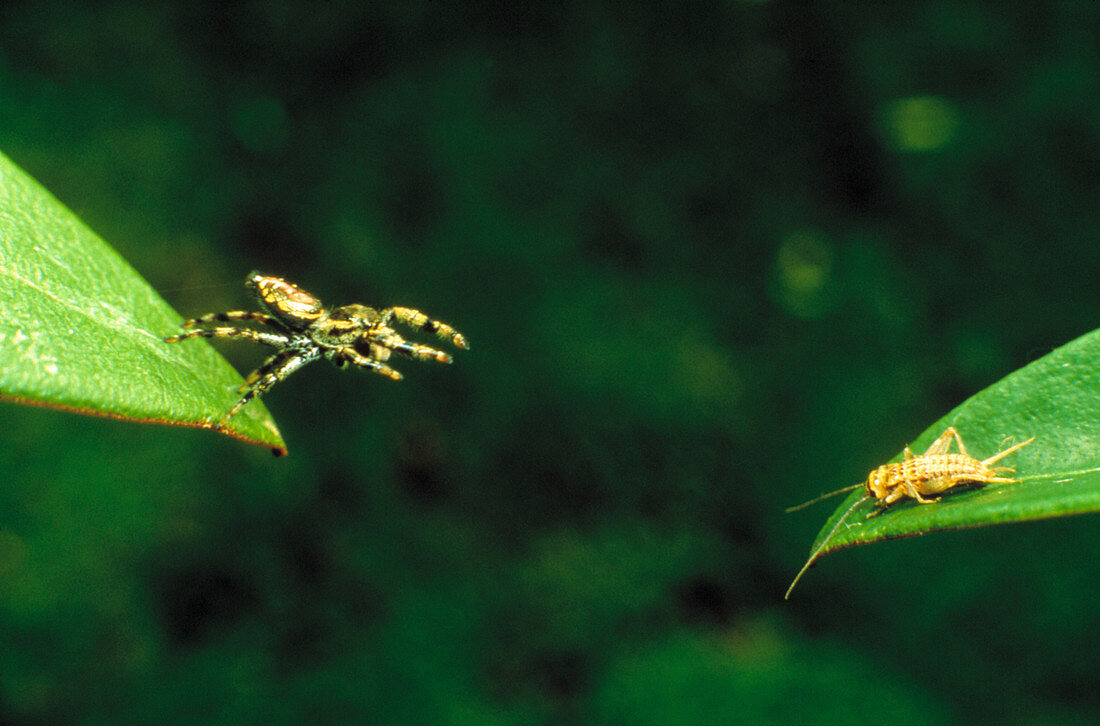 Panamanian jumping spider Eris Aurantia