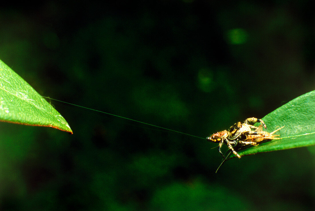 Panamanian jumping spider Eris aurantia