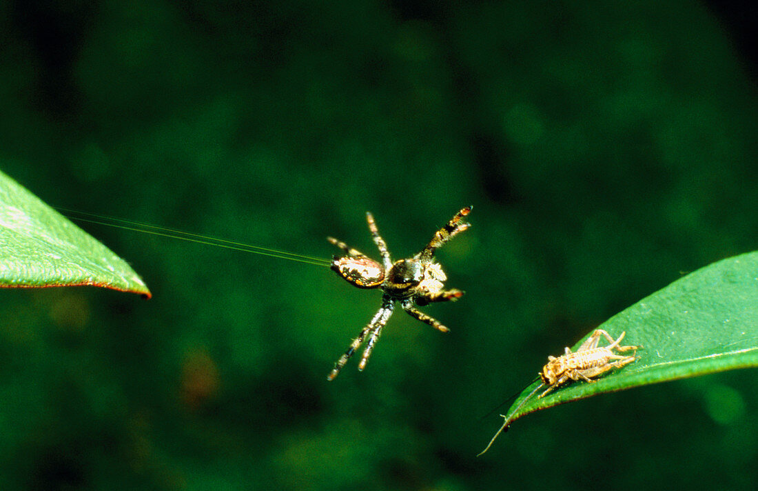 Panamanian jumping spider Eris Aurantia