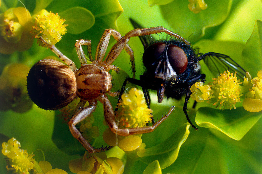 Crab spider with fly