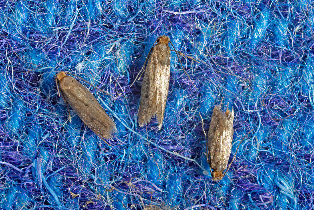 Common clothes moths