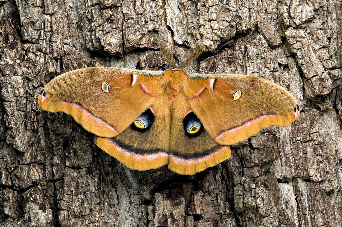 Male polyphemus moth