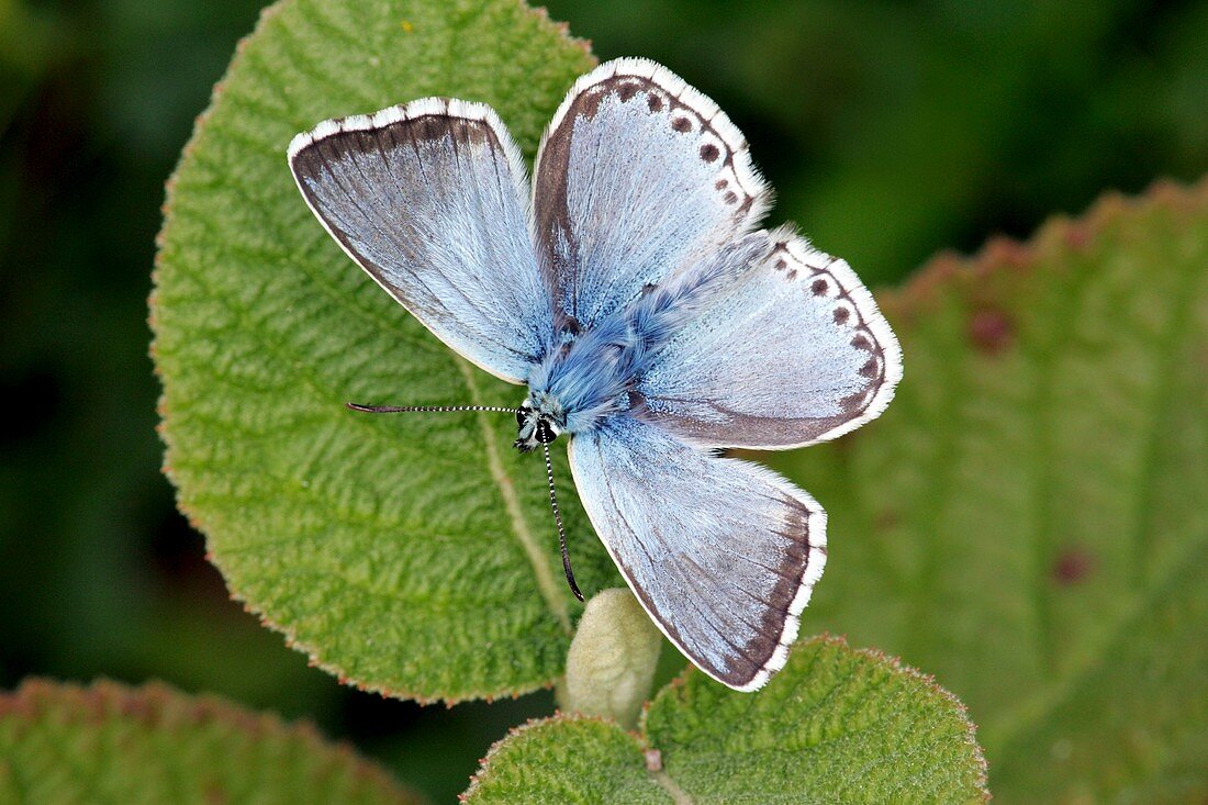 Male Chalkhill blue butterfly