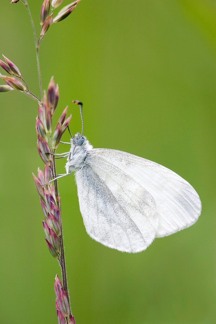 Wood white butterfly