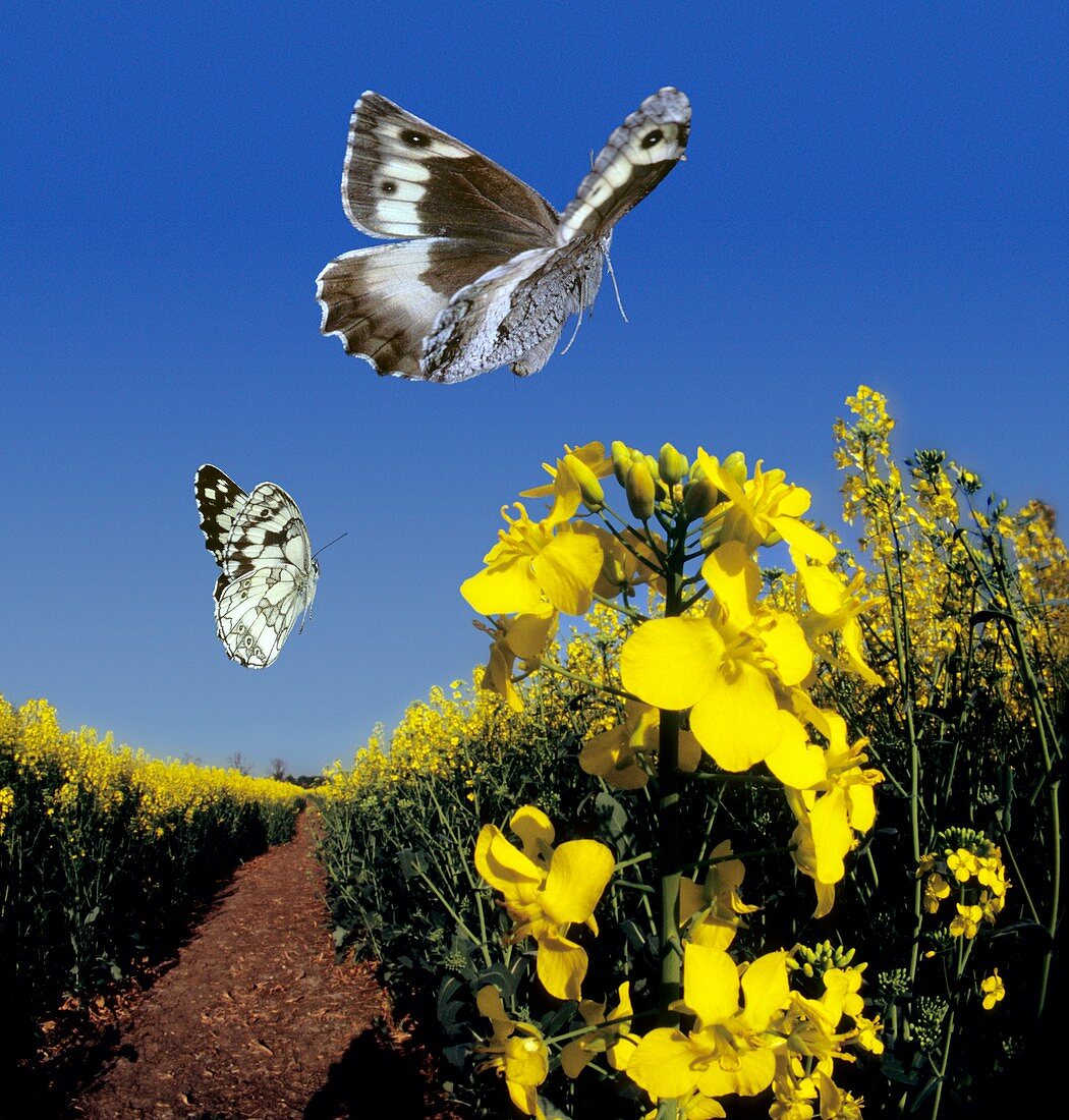 Butterflies in flight,high-speed image