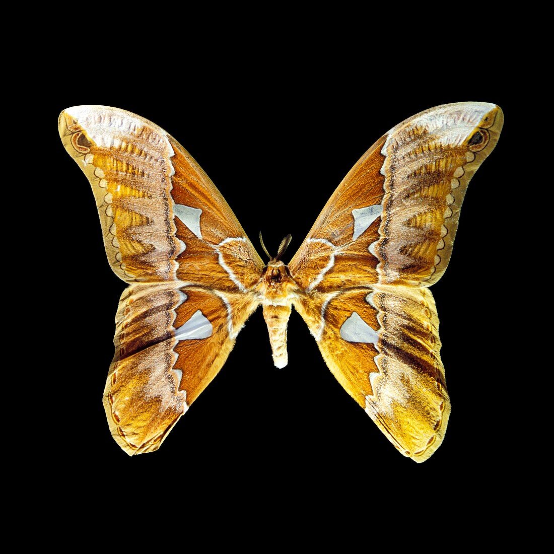 Rothschildia aurota moth