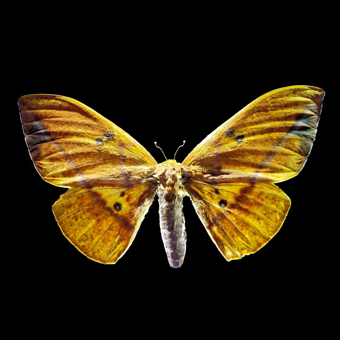 Eacles ormondei peruviana moth