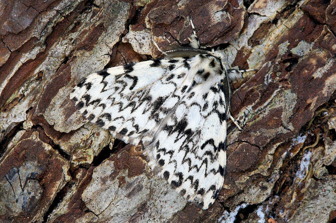 Nun moth