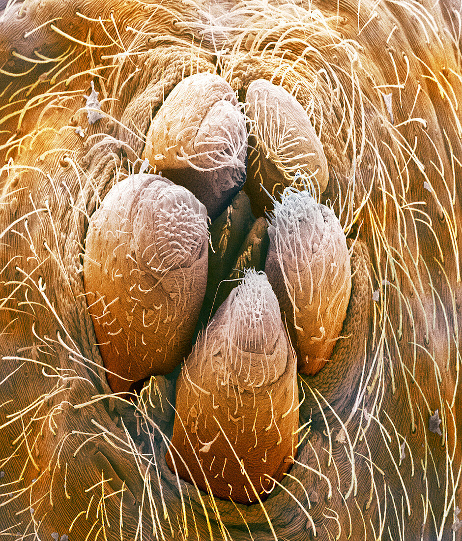 Spider silk spinners,SEM