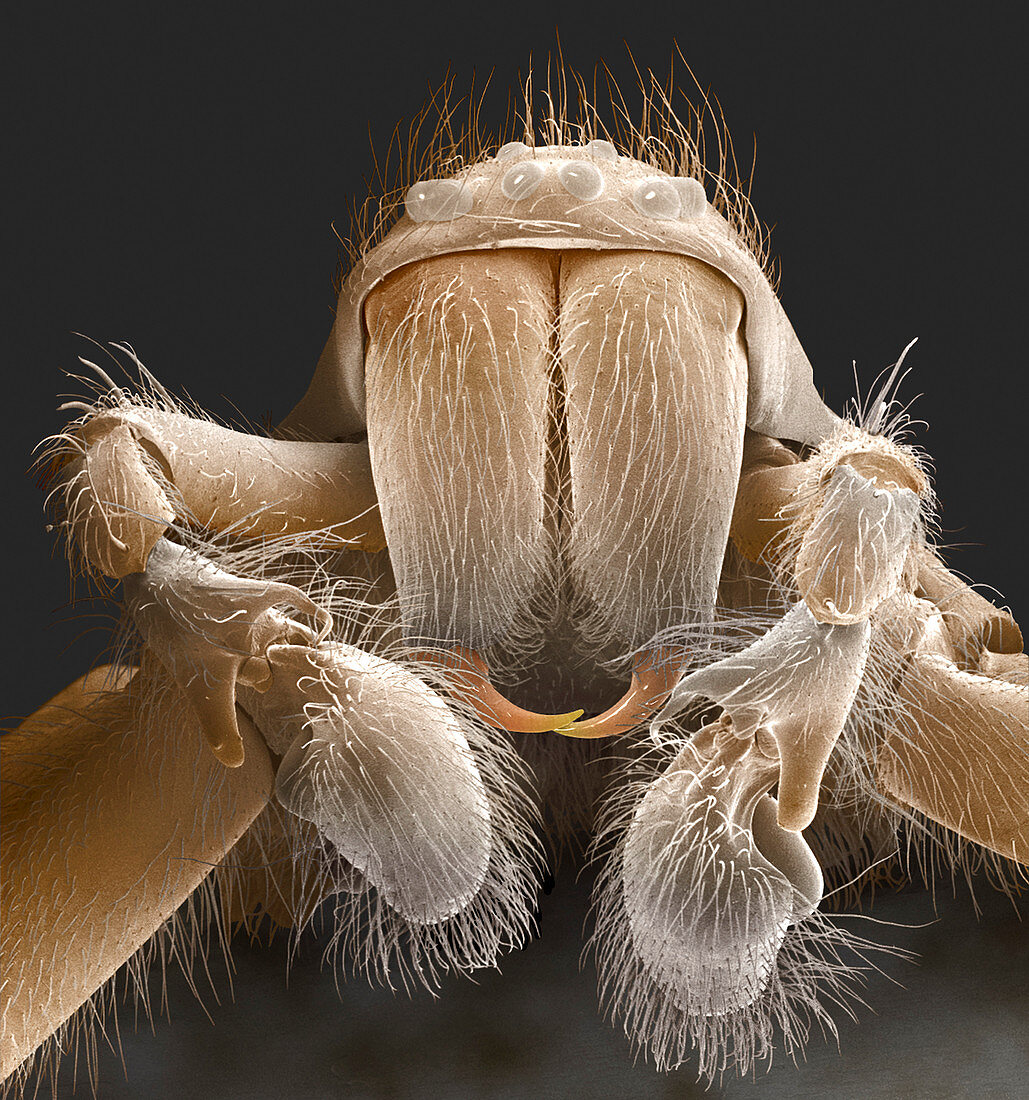 Spider mouthparts,SEM