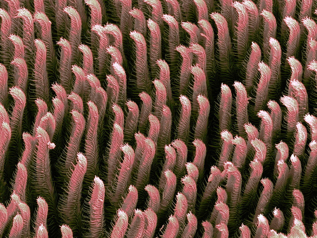 Tarantula hair,SEM