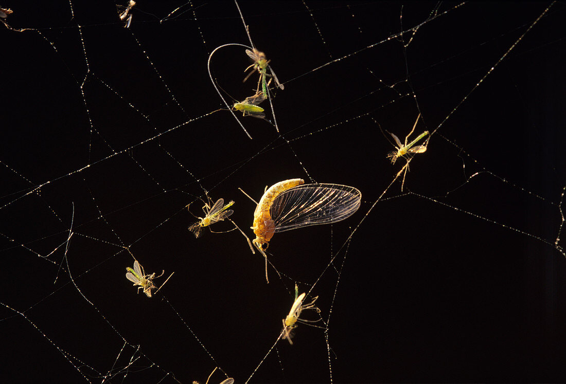 Insects in a spider web