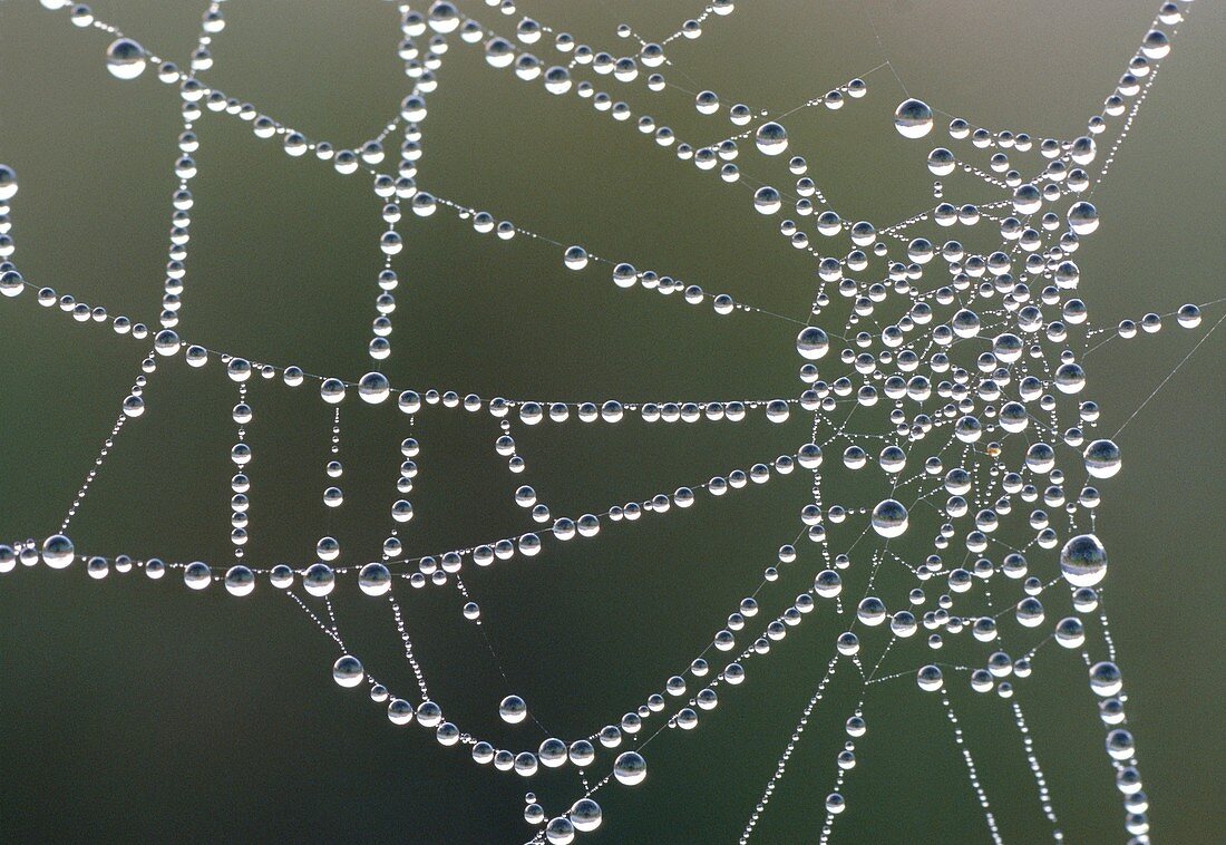 Waterdroplets on spider web