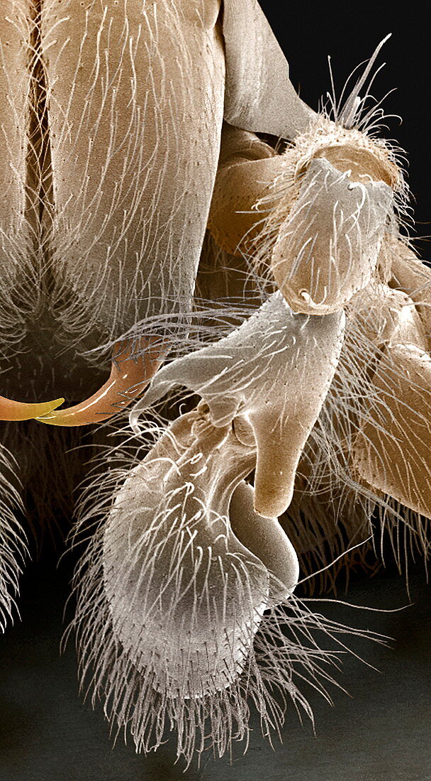 House spider,mouthparts,SEM