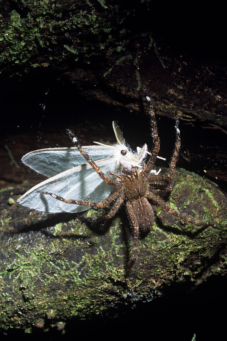 Wolf spider eating a moth