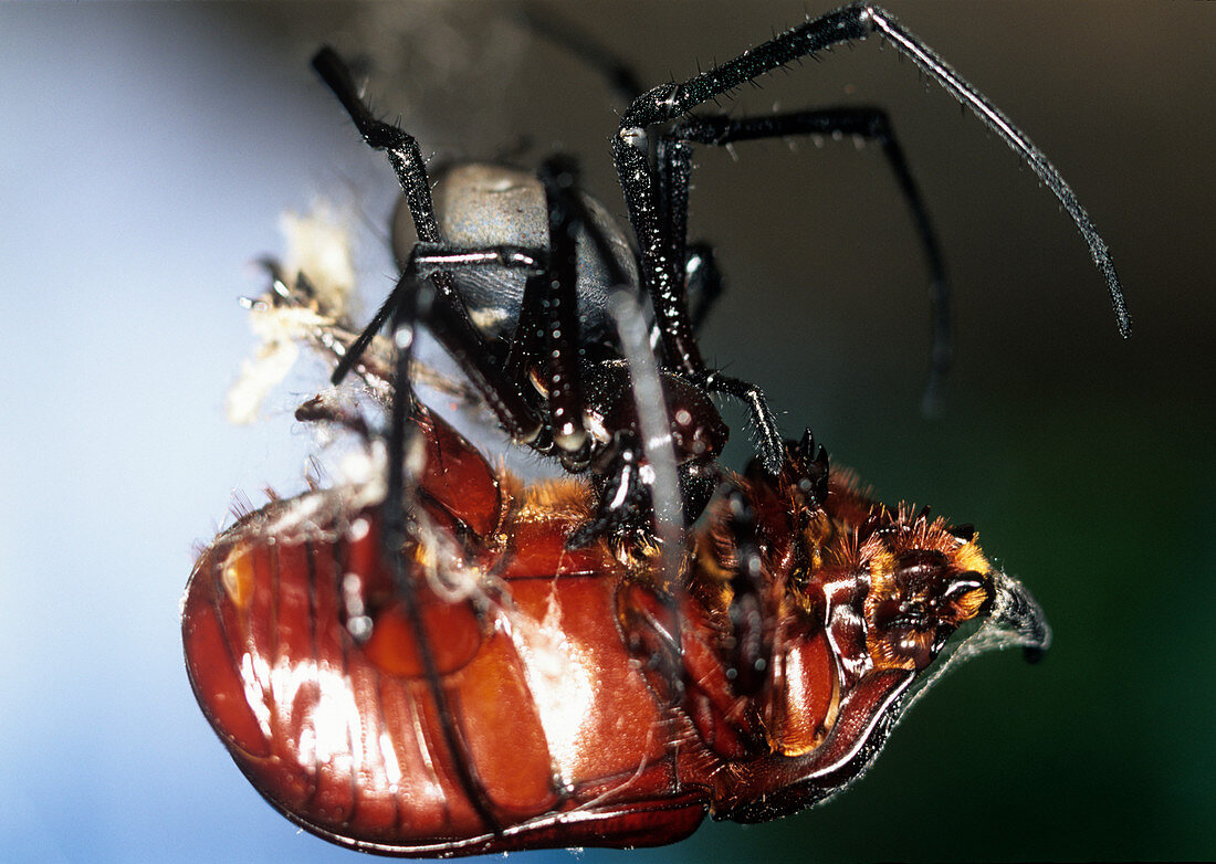 Golden orb spider feeding on beetle